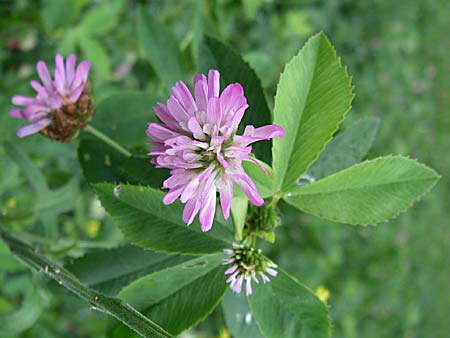 Trifolium resupinatum \ Persischer Wende-Klee / Reversed Clover, D Wachenheim 3.10.2007