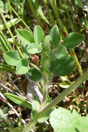 Medicago minima \ Zwerg-Schneckenklee / Burr Medick, D Waghäusel-Wiesental 3.5.2008