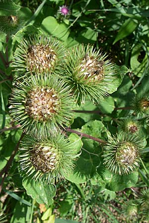 Arctium lappa \ Groe Klette, D Karlsruhe Fritschlach 26.7.2008