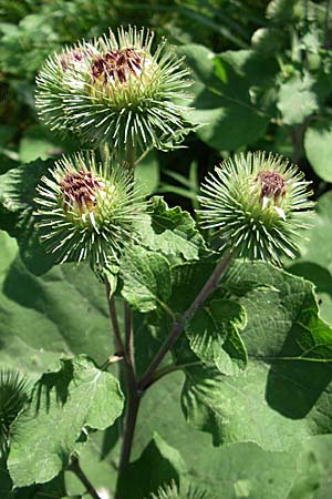 Arctium minus \ Kleine Klette, D Karlsruhe 31.7.2008