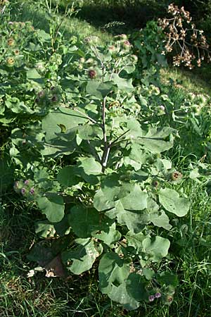 Arctium minus \ Kleine Klette / Lesser Burdock, D Karlsruhe 31.7.2008