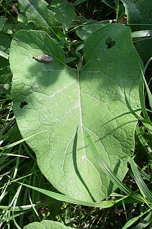 Arctium minus \ Kleine Klette, D Karlsruhe 31.7.2008