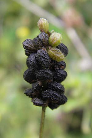 Medicago lupulina \ Hopfenklee, Hopfen-Luzerne / Black Medick, D Viernheim 1.11.2008