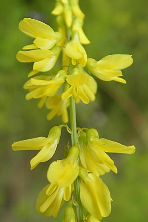 Melilotus officinalis \ Echter Steinklee, Gewhnlicher Honigklee / Ribbed Melilot, D Bruchsal 21.6.2009