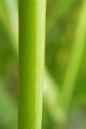 Allium angulosum \ Kanten-Lauch / Angle Onion, D Pfalz, Speyer 22.7.2009