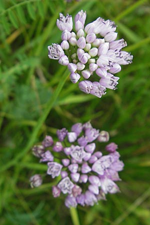 Allium angulosum \ Kanten-Lauch / Angle Onion, D Pfalz, Speyer 22.7.2009