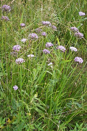 Allium angulosum \ Kanten-Lauch / Angle Onion, D Pfalz, Speyer 22.7.2009