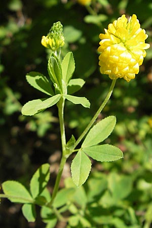 Trifolium aureum \ Gold-Klee / Golden Clover, D Weinheim an der Bergstraße 26.7.2009