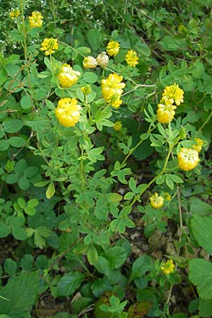 Trifolium aureum \ Gold-Klee / Golden Clover, D Weinheim an der Bergstraße 26.7.2009