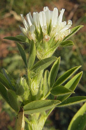 Trifolium alexandrinum \ gyptischer Klee, Alexandriner Klee / Egyptian Clover, Berseem Clover, D Sinsheim 14.7.2010