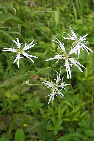 Silene flos-cuculi \ Kuckucks-Lichtnelke, D Lampertheim 21.5.2012