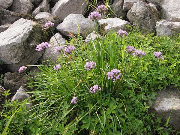 Allium angulosum \ Kanten-Lauch / Angle Onion, D Mannheim 26.8.2013