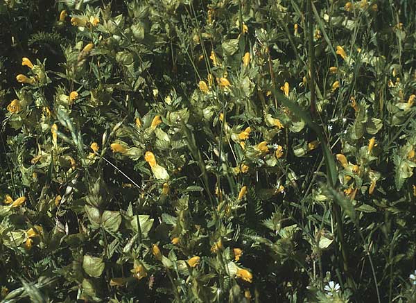 Rhinanthus serotinus \ Groer Klappertopf / Narrow-Leaved Yellow-Rattle, D Insel/island Spiekeroog 11.6.1984