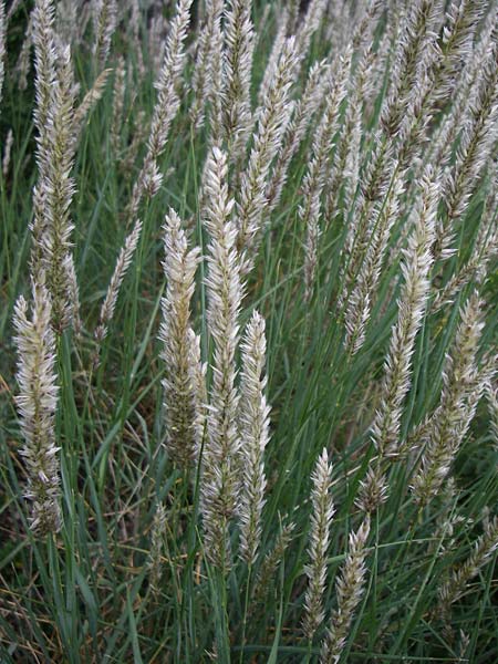 Koeleria macrantha \ Zierliches Schillergras, Steppen-Kammschmiele, D Siefersheim 14.6.2008