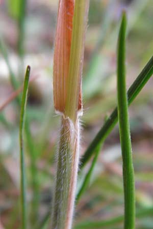 Koeleria macrantha \ Zierliches Schillergras, Steppen-Kammschmiele, D Ober-Mörlen 24.5.2014