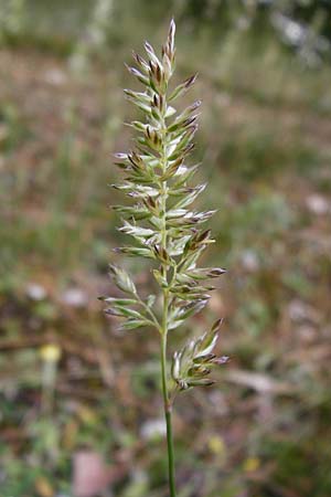 Koeleria macrantha \ Zierliches Schillergras, Steppen-Kammschmiele / Prairie June Grass, D Ober-Mörlen 24.5.2014