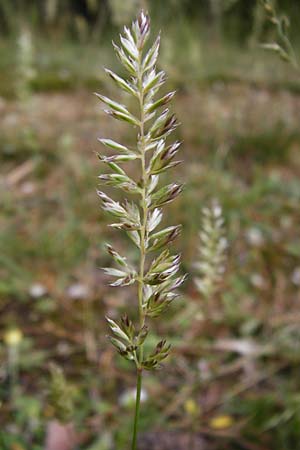 Koeleria macrantha \ Zierliches Schillergras, Steppen-Kammschmiele / Prairie June Grass, D Ober-Mörlen 24.5.2014