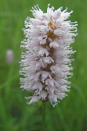 Bistorta officinalis \ Schlangen-Knterich, D Odenwald, Hilsenhain 20.5.2006