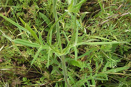 Knautia arvensis \ Acker-Witwenblume / Field Scabious, D Neuleiningen 16.6.2006