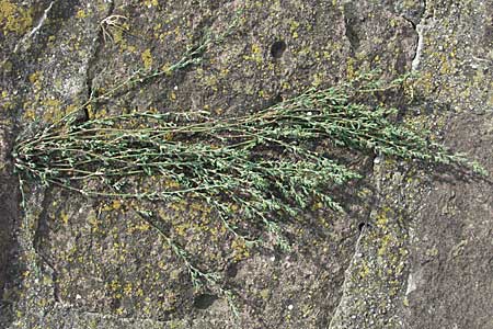 Polygonum rurivagum \ Unbestndiger Vogel-Knterich, Schmalblttriger Acker-Vogelknterich, D Neckargemünd 30.7.2006