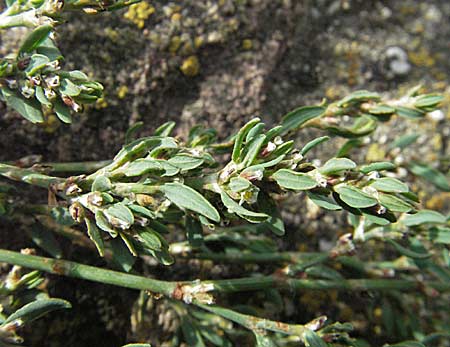 Polygonum rurivagum \ Unbestndiger Vogel-Knterich, Schmalblttriger Acker-Vogelknterich / Cornfield Knotgrass, Narrow-Leaf Knotweed, D Neckargemünd 30.7.2006