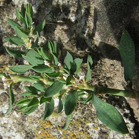 Polygonum rurivagum \ Unbestndiger Vogel-Knterich, Schmalblttriger Acker-Vogelknterich / Cornfield Knotgrass, Narrow-Leaf Knotweed, D Neckargemünd 30.7.2006