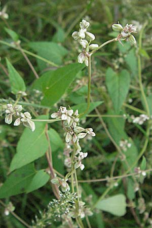 Fallopia convolvulus, Acker-Flügelknöterich, Gemeiner Windenknterich