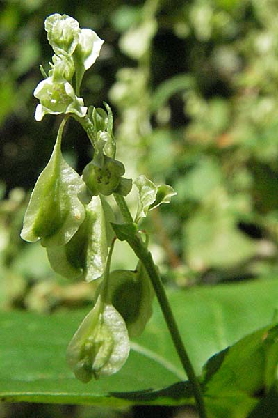 Fallopia dumetorum \ Hecken-Windenknterich, D Mörfelden 9.9.2006