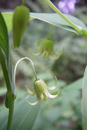 Streptopus amplexifolius \ Knotenfu / Twisted Stalk, D Schwarzwald/Black-Forest, Feldberg 29.6.2008