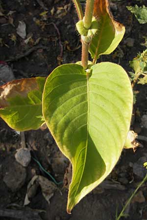 Persicaria orientalis / Oriental Smartweed, Oriental Knotweed, D Mannheim 6.9.2009