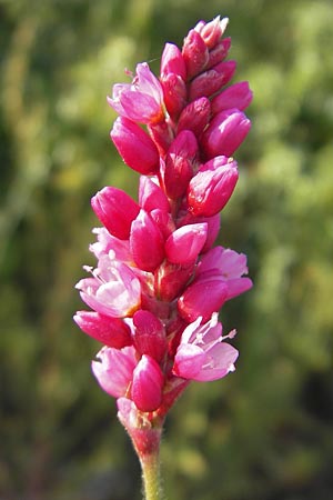 Persicaria orientalis / Oriental Smartweed, Oriental Knotweed, D Mannheim 6.9.2009