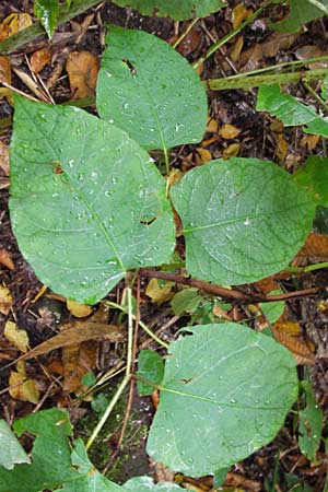 Fallopia x bohemica \ Hybrid-Stauden-Knterich / Hybrid Knodweed, D Heidelberg 4.10.2012