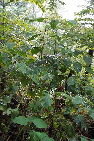 Fallopia x bohemica \ Hybrid-Stauden-Knterich / Hybrid Knodweed, D Heidelberg 4.10.2012