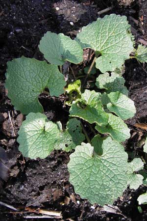 Alliaria petiolata \ Knoblauch-Rauke, Knoblauch-Hederich / Garlic Mustard, D Offenbach am Main 14.4.2013