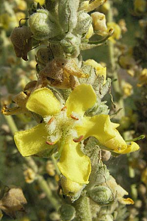 Verbascum thapsus \ Kleinbltige Knigskerze / Great Mullein, Aaron's Rod, D Mannheim 20.7.2006