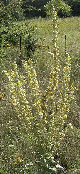 Verbascum thapsus \ Kleinbltige Knigskerze / Great Mullein, Aaron's Rod, D Mannheim 20.7.2006