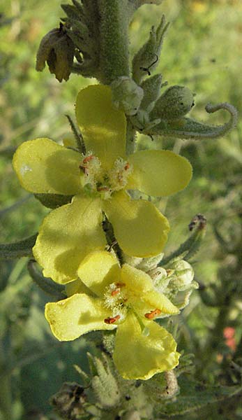 Verbascum thapsus \ Kleinbltige Knigskerze / Great Mullein, Aaron's Rod, D Mannheim 20.7.2006