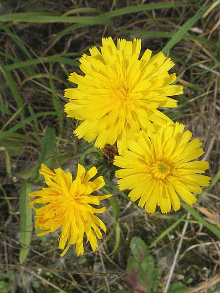 Picris hieracioides \ Gemeines Bitterkraut / Hawkweed Ox-Tongue, D Weinheim an der Bergstraße 15.9.2006