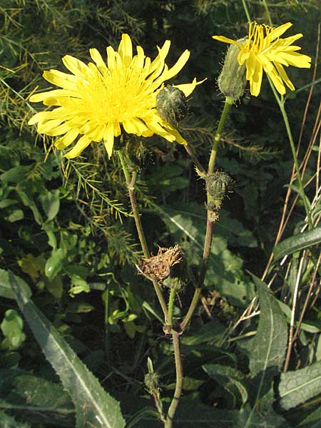 Sonchus arvensis \ Acker-Gnsedistel, D Lampertheim 15.10.2006