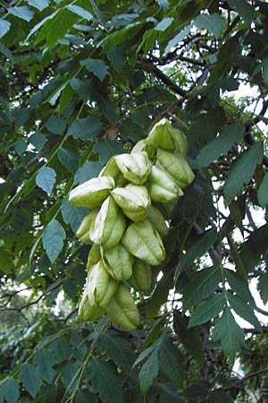 Koelreuteria paniculata \ Rispiger Blasenbaum, Blasen-Esche, D Mannheim 19.8.2013