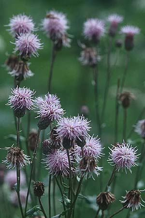 Cirsium arvense \ Acker-Kratzdistel / Creeping Thistle, D Karlsruhe 23.7.2005