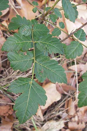 Koelreuteria paniculata \ Rispiger Blasenbaum, Blasen-Esche, D Mannheim 16.9.2012