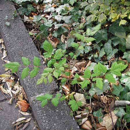 Koelreuteria paniculata \ Rispiger Blasenbaum, Blasen-Esche, D Mannheim 16.9.2012