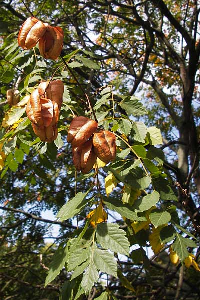 Koelreuteria paniculata \ Rispiger Blasenbaum, Blasen-Esche, D Mannheim 16.9.2012