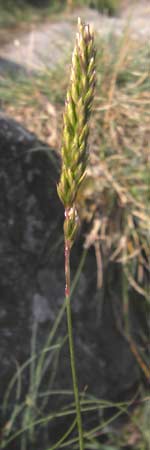 Koeleria macrantha \ Zierliches Schillergras, Steppen-Kammschmiele / Prairie June Grass, D Rhön, Milseburg 6.7.2013