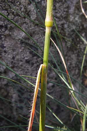 Koeleria macrantha \ Zierliches Schillergras, Steppen-Kammschmiele, D Rhön, Milseburg 6.7.2013