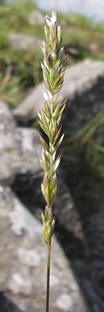 Koeleria macrantha \ Zierliches Schillergras, Steppen-Kammschmiele / Prairie June Grass, D Rhön, Milseburg 6.7.2013