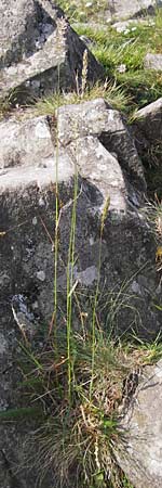 Koeleria macrantha \ Zierliches Schillergras, Steppen-Kammschmiele / Prairie June Grass, D Rhön, Milseburg 6.7.2013
