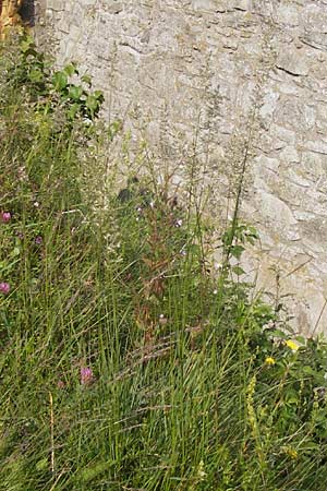 Koeleria macrantha \ Zierliches Schillergras, Steppen-Kammschmiele, D Rhön, Milseburg 6.7.2013