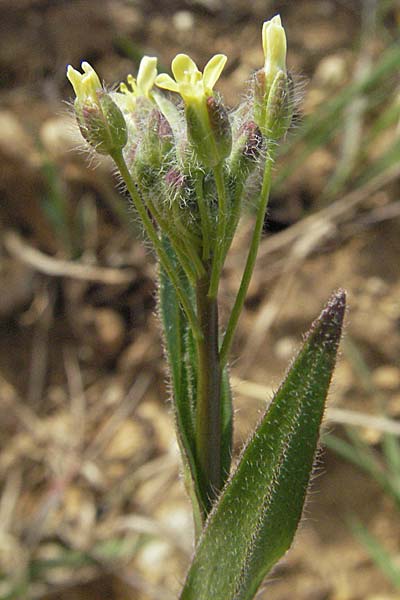 Camelina microcarpa, Lesser Gold of Pleasure, Small-Seed False-Flax